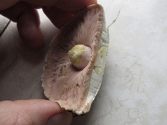 Agaricus moelleri