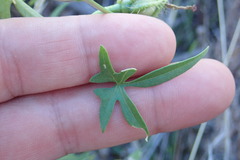 Ipomoea barbatisepala