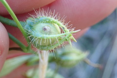 Ipomoea barbatisepala