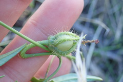 Ipomoea barbatisepala