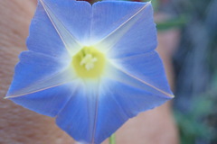 Ipomoea barbatisepala