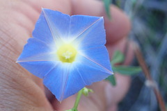 Ipomoea barbatisepala
