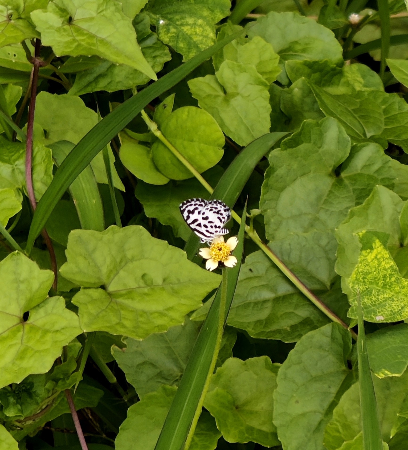 Common Pierrot
