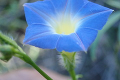 Ipomoea barbatisepala