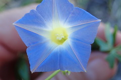 Ipomoea barbatisepala