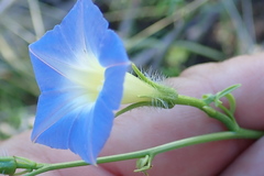 Ipomoea barbatisepala
