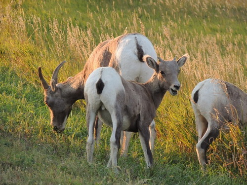 Ovis canadensis