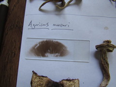 Agaricus moelleri