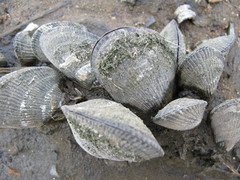 Geukensia demissa