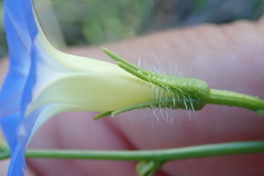 Ipomoea barbatisepala