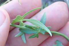 Ipomoea barbatisepala