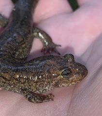 Desmognathus kanawha