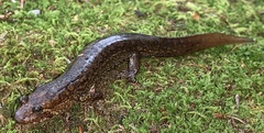 Desmognathus kanawha