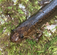 Desmognathus kanawha