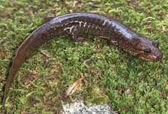 Desmognathus kanawha