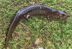 Desmognathus kanawha