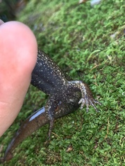 Desmognathus kanawha