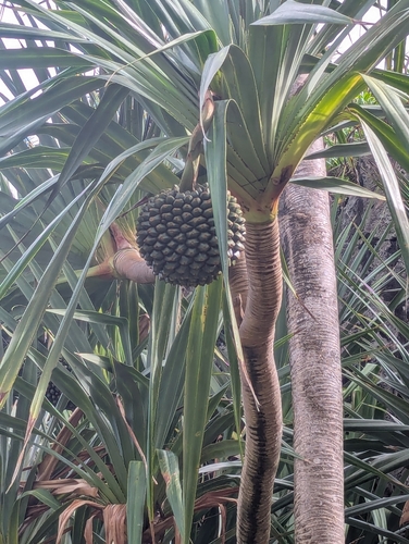 Pandanus utilis