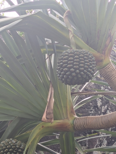 Pandanus utilis