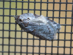 Acleris maculidorsana
