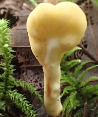 Cudoniaceae