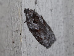 Acleris maculidorsana