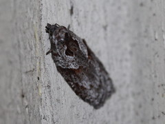 Acleris maculidorsana