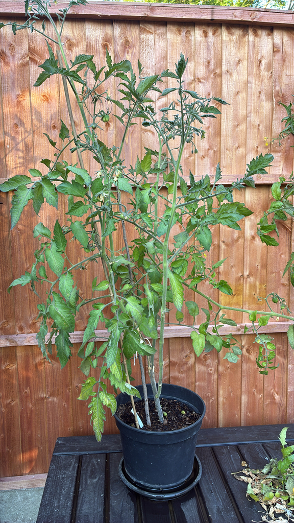 Solanum lycopersicum