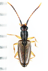 Telephanus