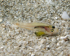 Gymnapogon