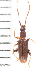 Telephanus