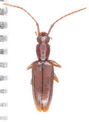 Telephanus