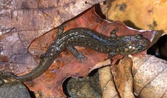 Desmognathus kanawha