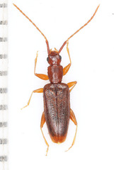 Telephanus