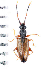 Telephanus
