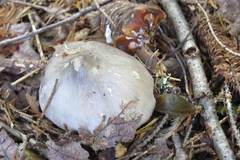 Tricholoma virgatum
