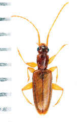 Telephanus