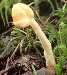 Cudoniaceae