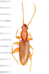 Telephanus