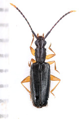 Telephanus