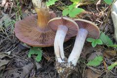 Cortinarius anomalus