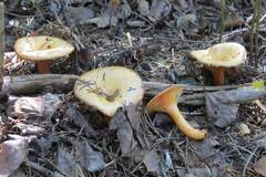 Lactarius thyinos