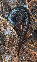 Plethodon welleri