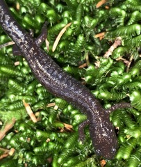 Plethodon welleri