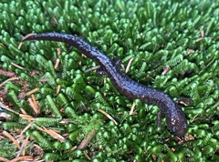 Plethodon welleri