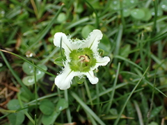 Patricia Rose, CC BY, iNaturalist via GBIF Parnassia wightiana, photograph Patricia Rose, CC BY, iNaturalist via GBIF