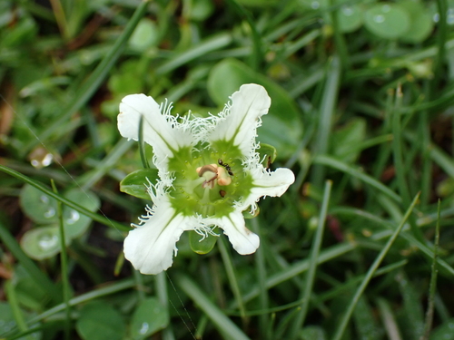 Parnassia wightiana, photograph 6
