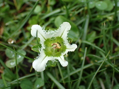 Parnassia wightiana, photograph Patricia Rose, CC BY, iNaturalist via GBIF