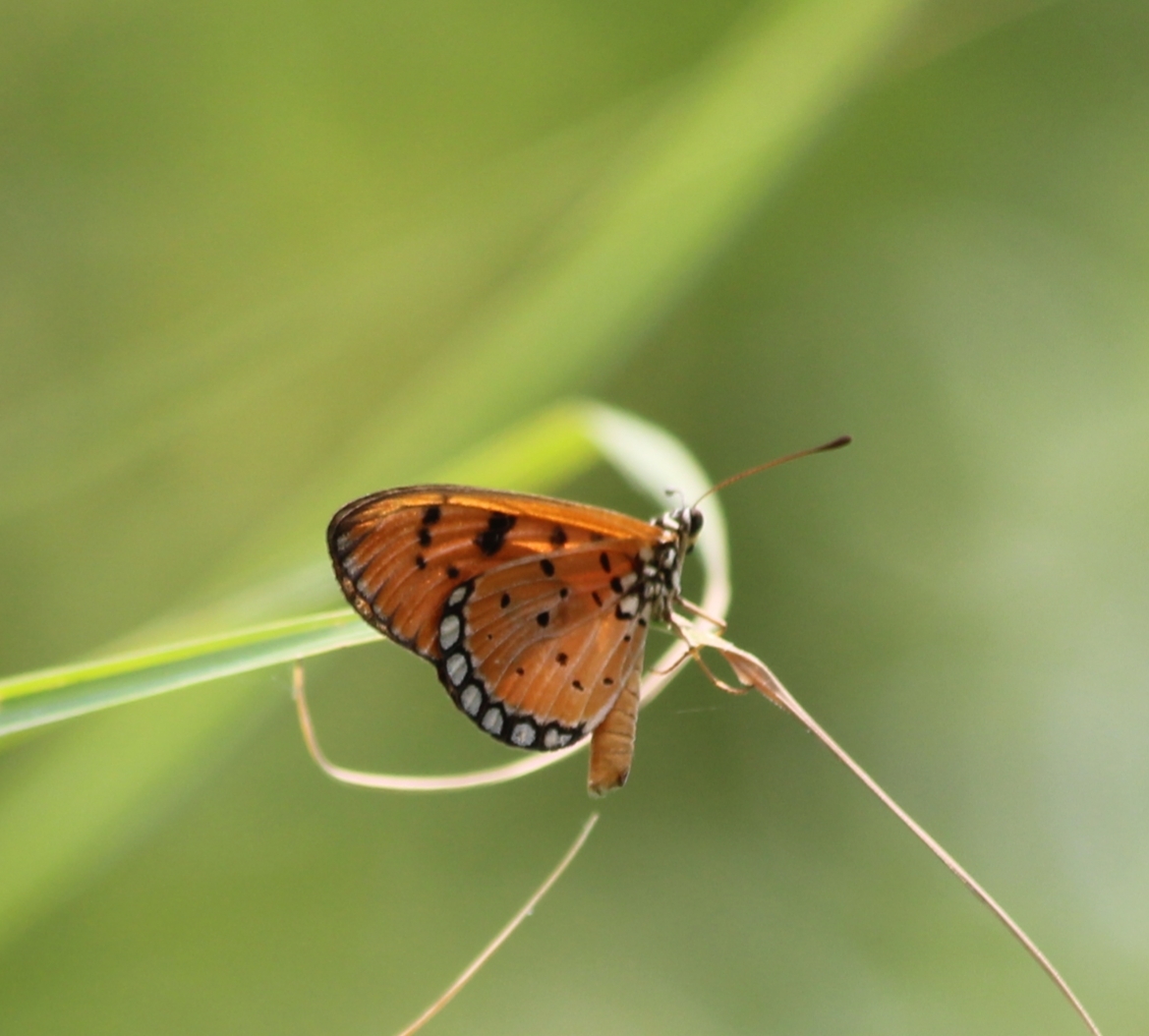 Tawny Coster