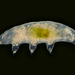 Tardigrades - Photo (c) Proyecto Agua, some rights reserved (CC BY-NC-SA)